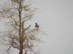 Falco biarmicus image