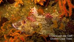 Clinus superciliosus