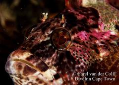 Clinus superciliosus