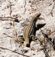 Pedioplanis burchelli