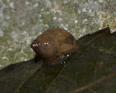 Bithynia tentaculata