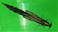 Atractocerus brevicornis