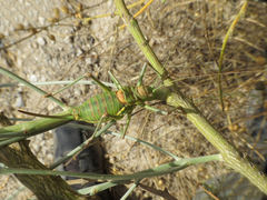 Steropleurus andalusius