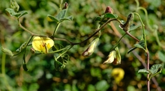 Rhynchosia schlechteri