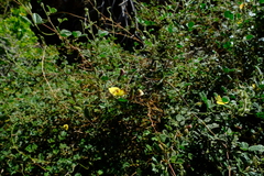 Rhynchosia schlechteri