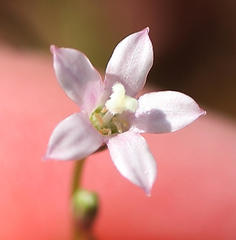 Wahlenbergia cernua