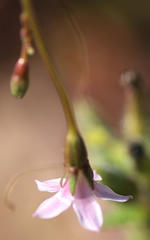 Wahlenbergia cernua