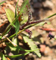 Wahlenbergia cernua