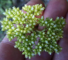 Crassula subulata subulata