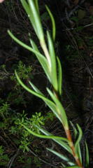 Crassula subulata subulata