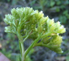 Crassula subulata subulata