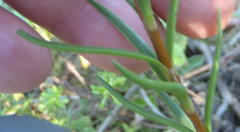 Crassula subulata subulata