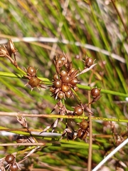 Juncus coriaceus