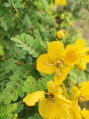Senna auriculata