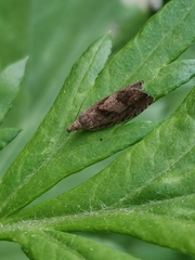 Dichrorampha simpliciana