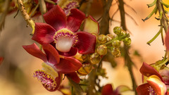 Couroupita guianensis