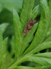 Dichrorampha simpliciana