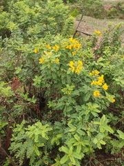 Senna auriculata