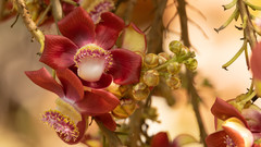 Couroupita guianensis
