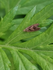 Dichrorampha simpliciana