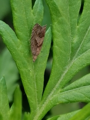 Dichrorampha simpliciana