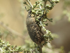Leucomigus tesselatus