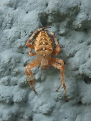 Araneus diadematus