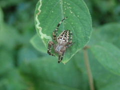 Araneus diadematus
