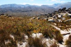 Leucadendron arcuatum