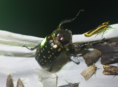 Cheirotonus formosanus