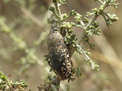 Leucomigus tesselatus