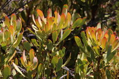 Leucadendron arcuatum