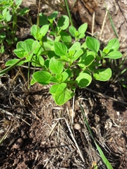 Salpichroa origanifolia