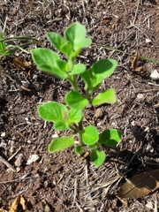 Salpichroa origanifolia