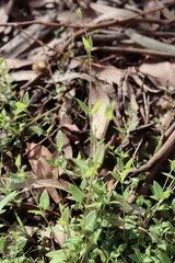 Chenopodium nutans nutans