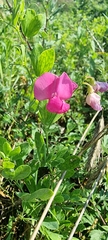 Lathyrus tuberosus