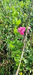 Lathyrus tuberosus