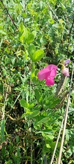 Lathyrus tuberosus