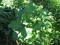 Brassica oleracea