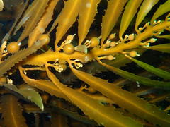 Anthophycus longifolius