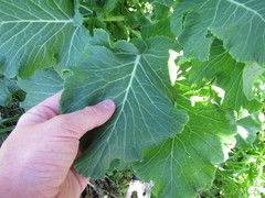Brassica oleracea