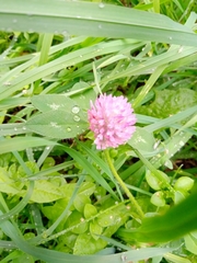 Trifolium pratense
