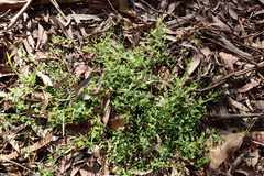 Chenopodium nutans nutans