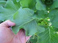 Brassica oleracea