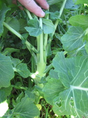 Brassica oleracea