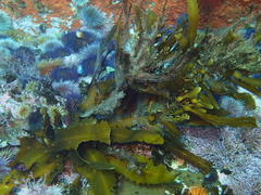 Anthophycus longifolius