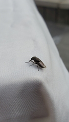 Rhiniidae