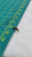 Rhiniidae