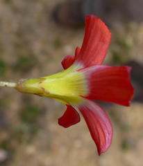 Oxalis fergusonae