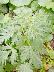 Urtica cannabina